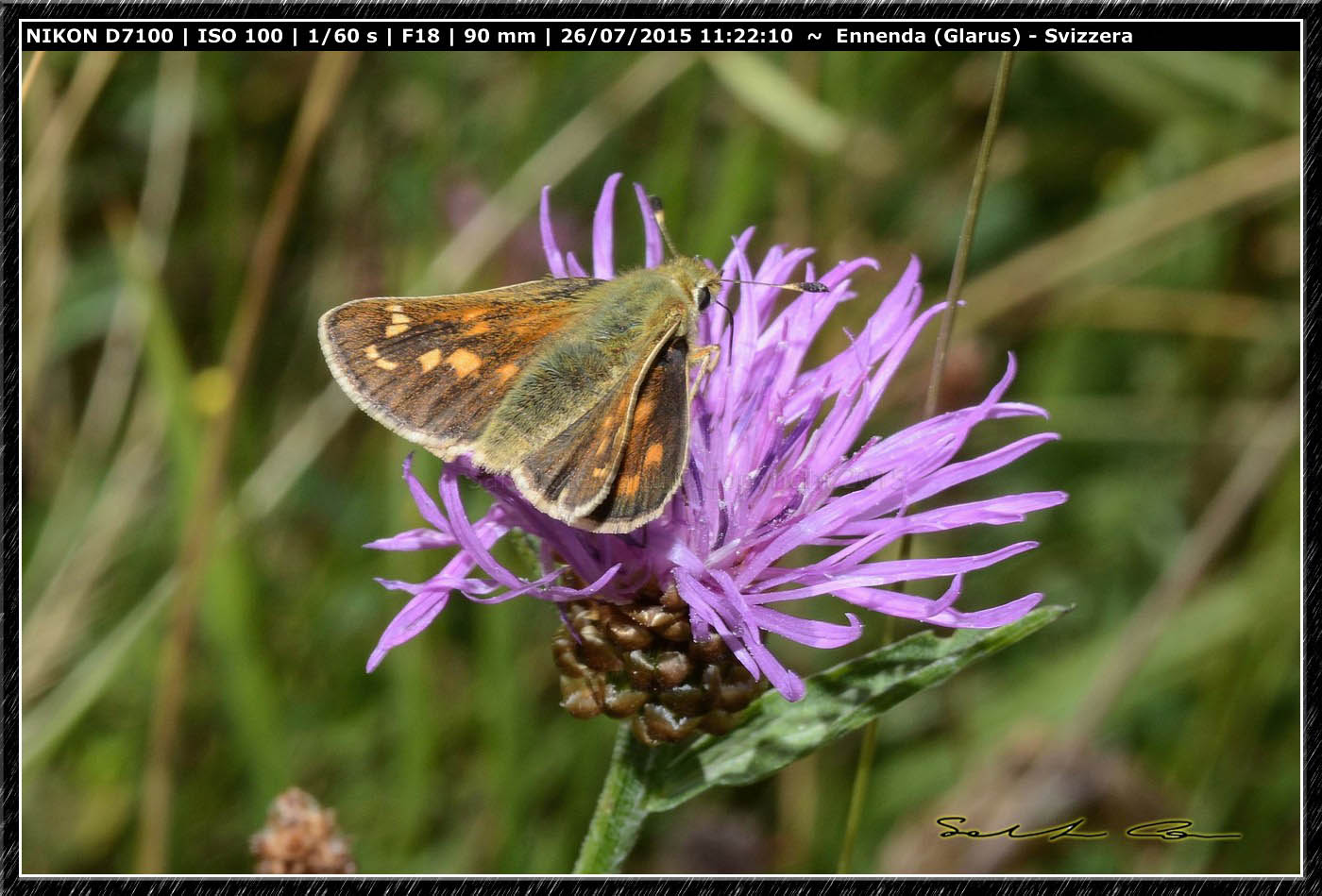 Hesperiidae dalla Svizzera - Hesperia comma